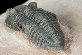 Pseudocryphaeus (Cryphina) Trilobite - Lghaft, morocco #165936-4